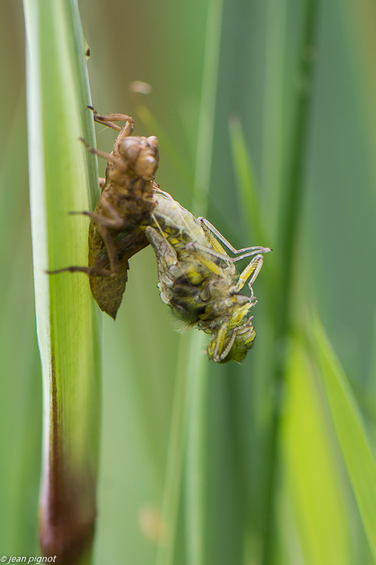 emergence d une dépréssa 4 2020-1867-2.jpg