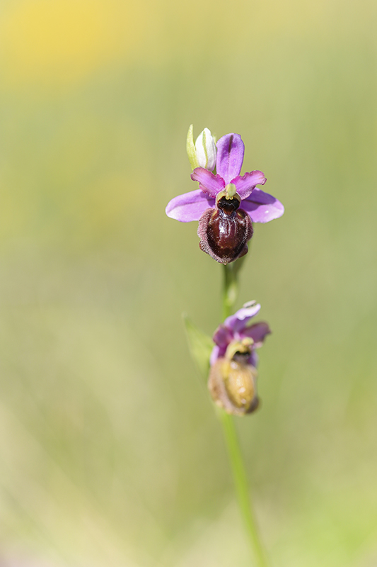 Ophrys Aveyronensis.jpg