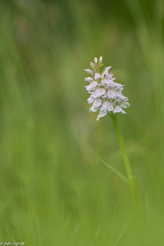 orchis a feuilles tachetées 05 2020-2446.jpg