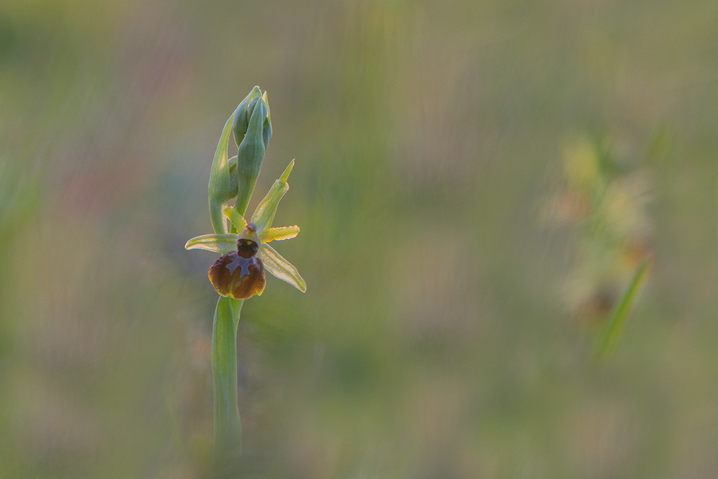 Ophrys de mars .jpg