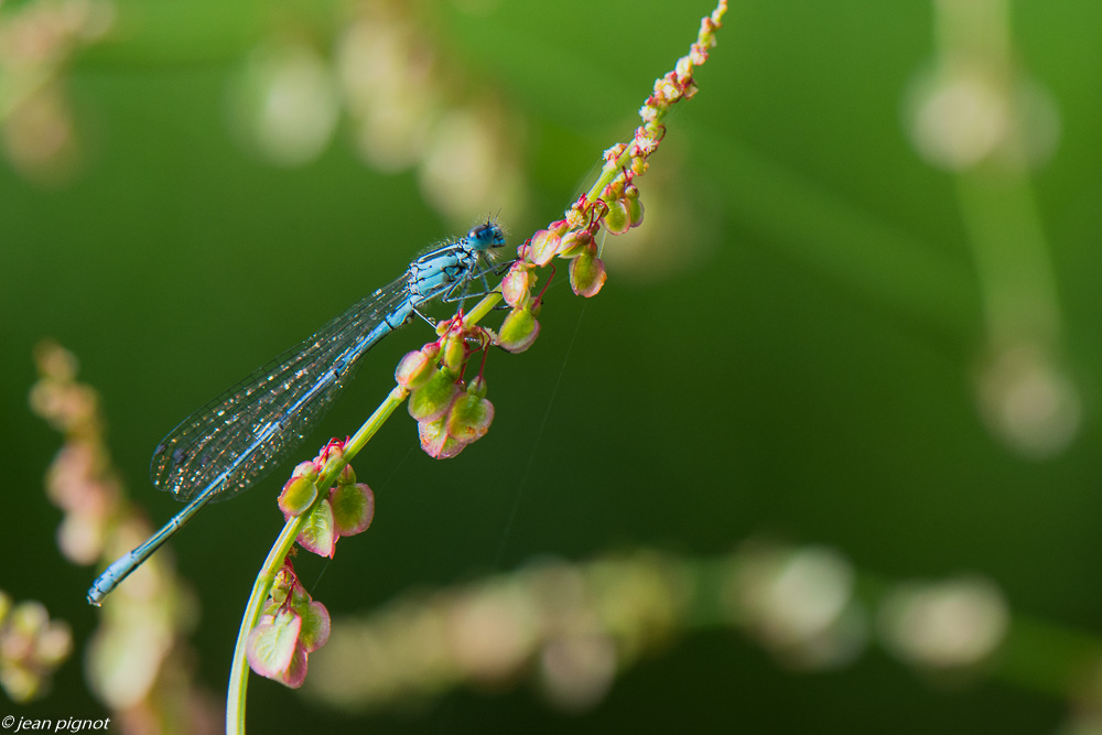 agrion 05 2020-3031.jpg