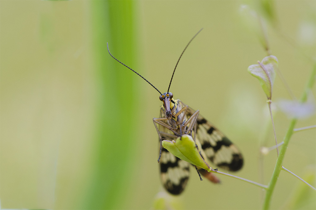 Mouche scorpion (2a).jpg