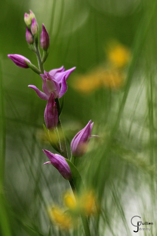 céphalanthère-rouge-2019-1-ConvertImage.jpg