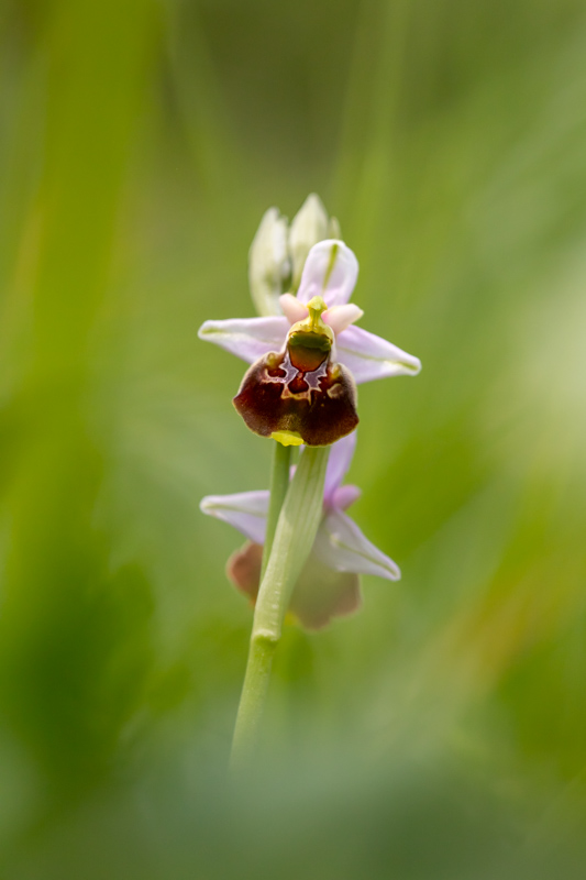 ophrys_bourdon.jpg