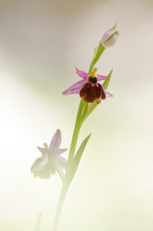 Ophrys sp_7301.jpg