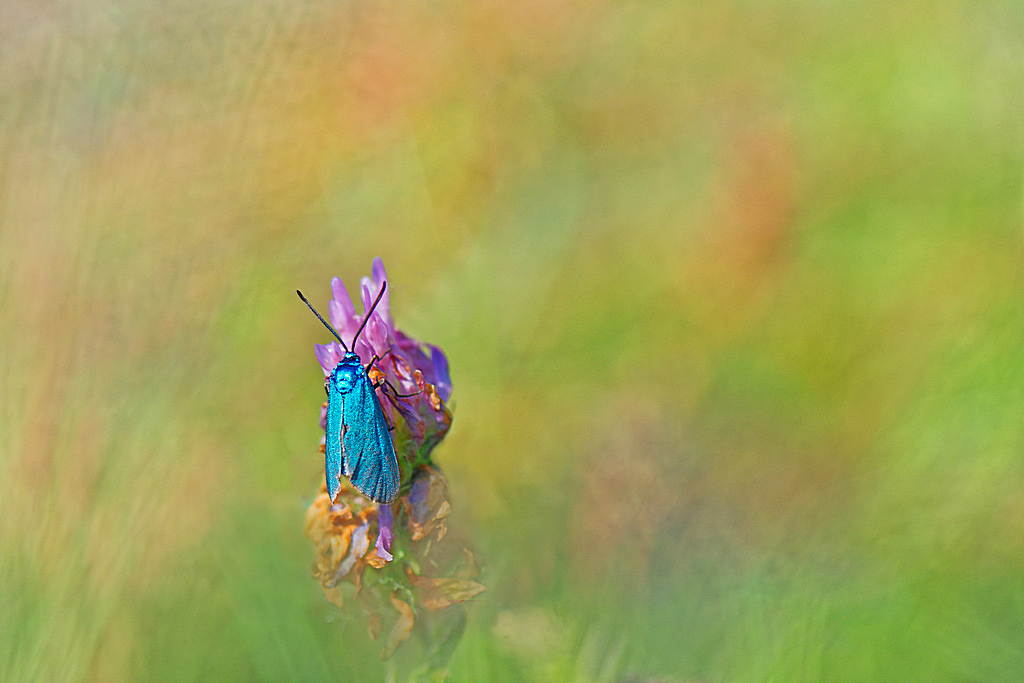 La turquoise de la globulaire.1.jpg