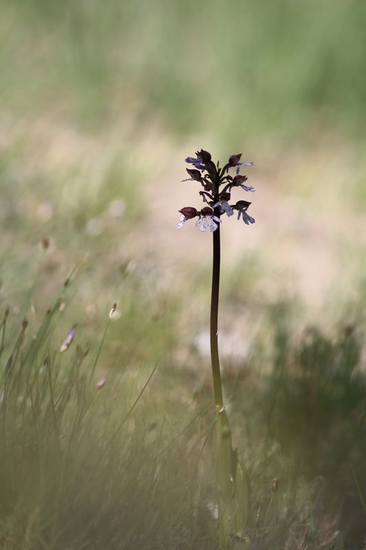 orchidées2.jpg