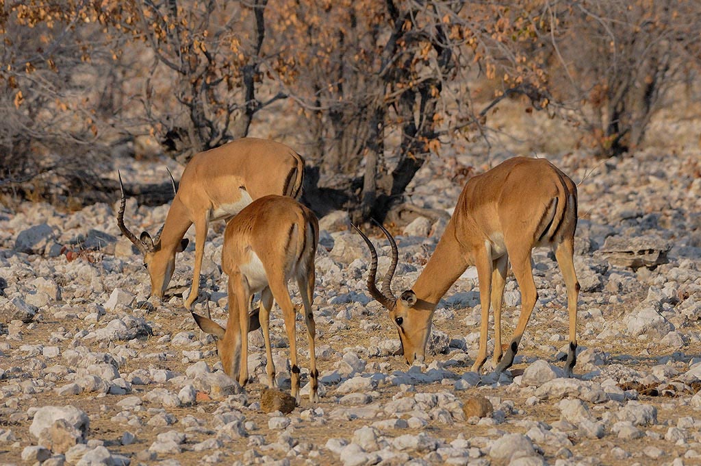 Impalas à face noire.jpg