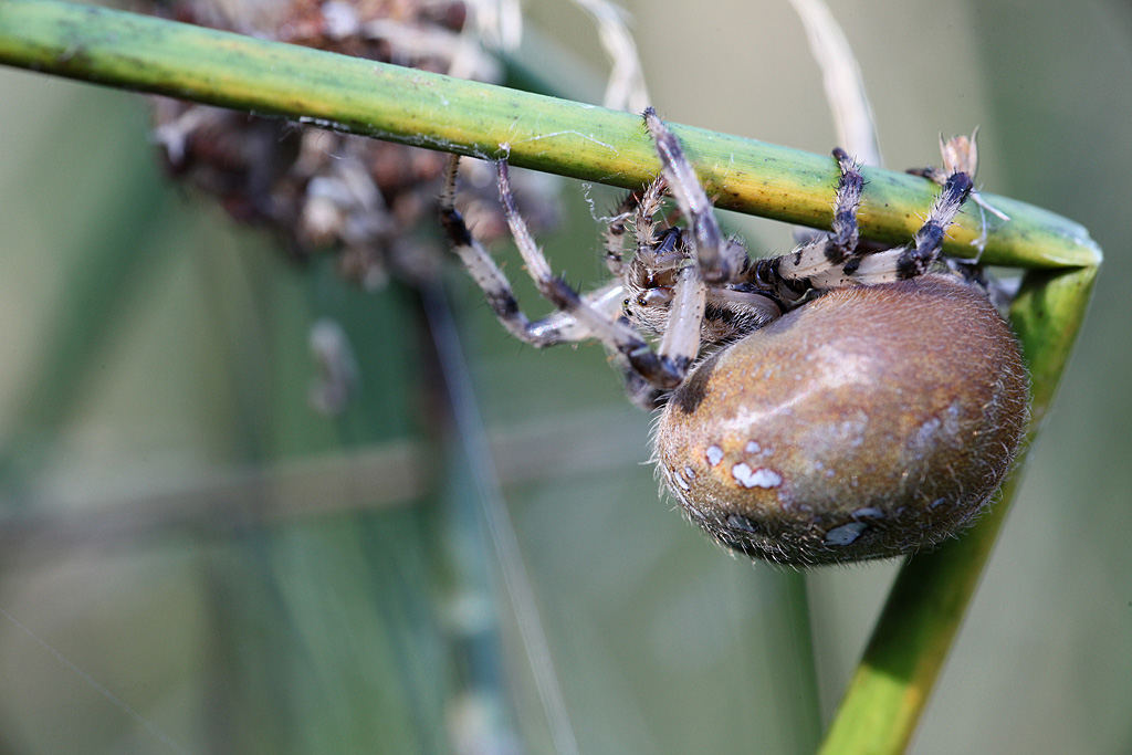 Araneus quadratus F 15 J Rivière 1.jpg