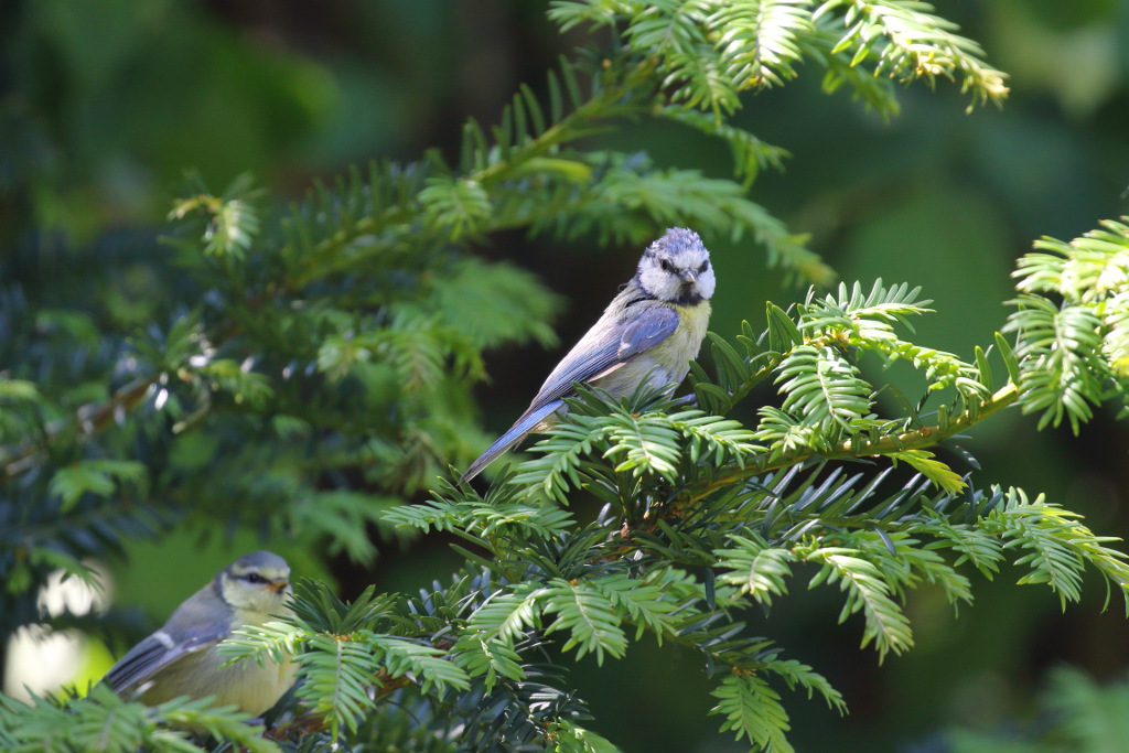 Mésange bleue 27 I&N.JPG