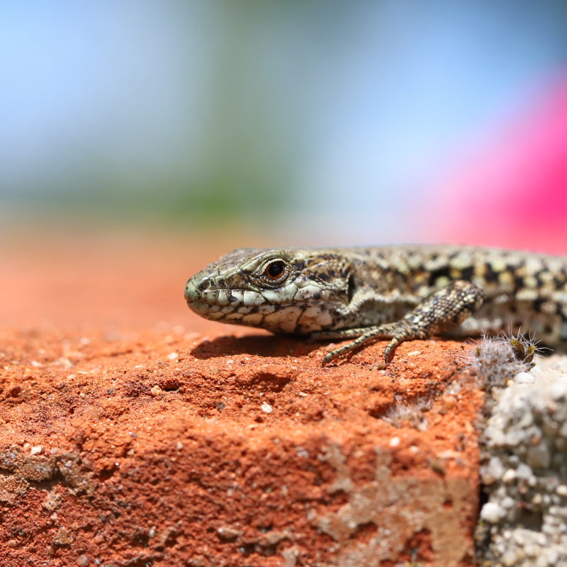 Lézard des murailles - Podarcis muralis 20 I&N.JPG