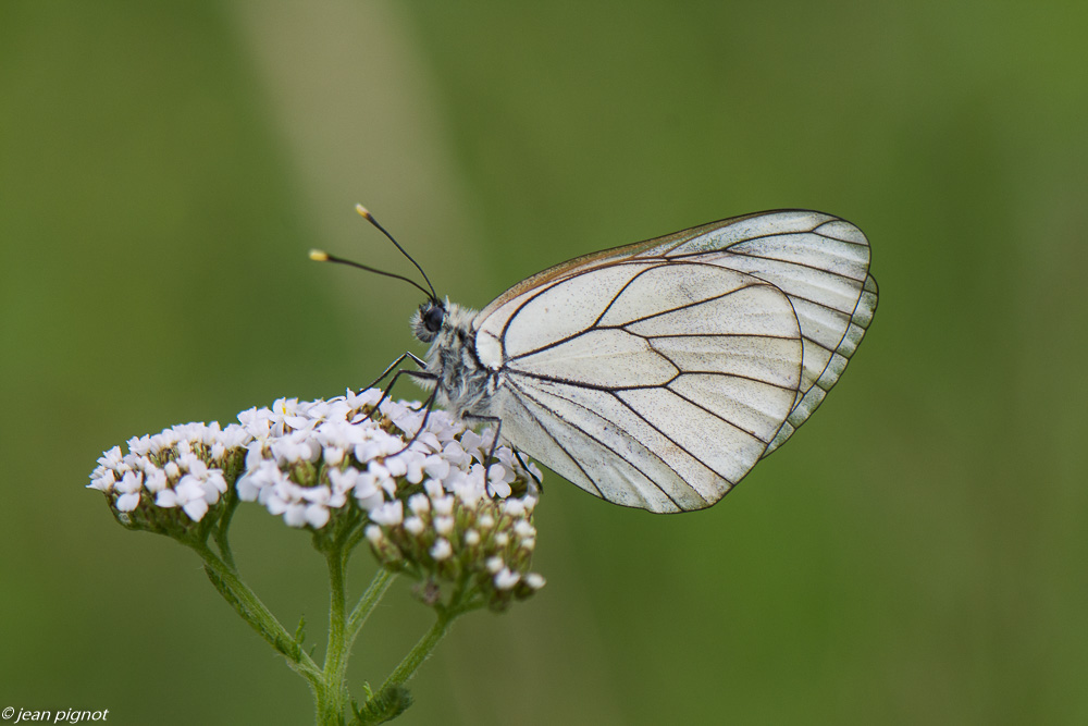 insectes du champs 06 2020-5494.jpg