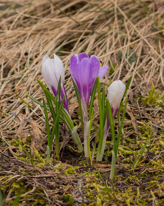 Crocus.jpg