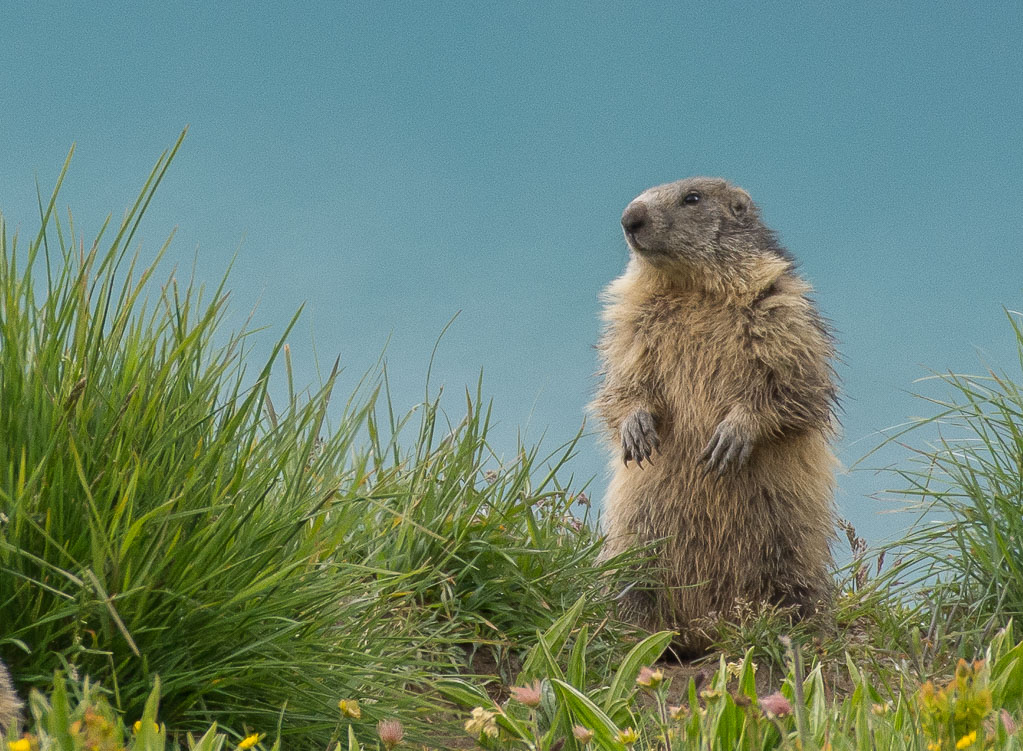 Marmottes-6588.jpg