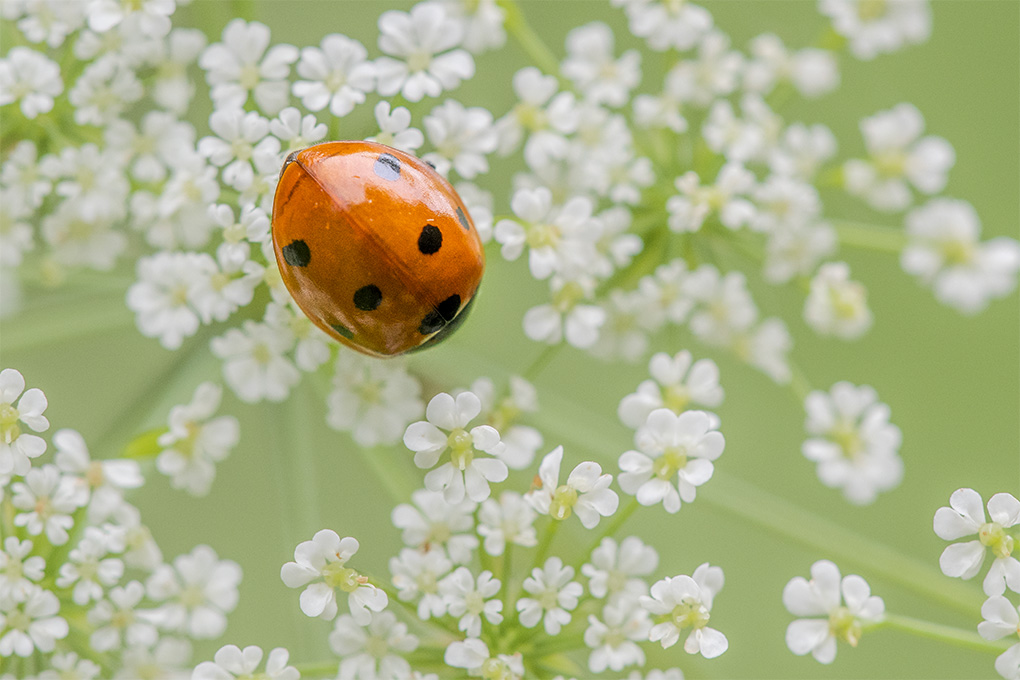 coccinelles 28 06 1.jpg