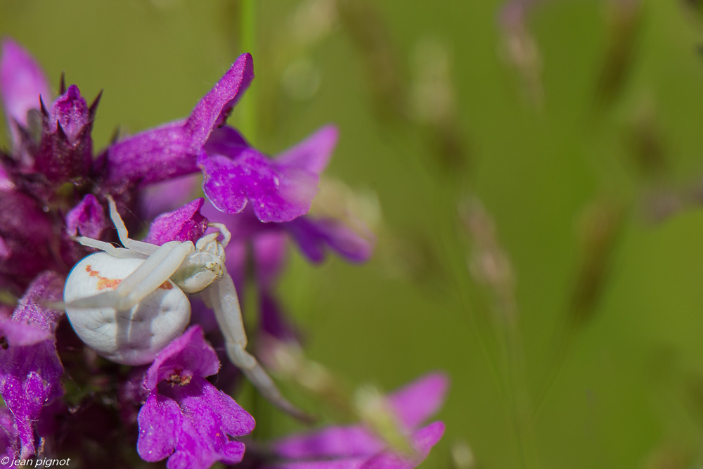 insectes du champs 06 2020-5546-2.jpg