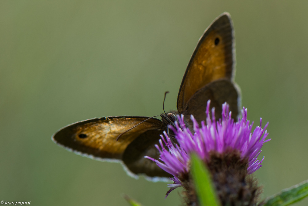 insectes du champs 06 2020-5536.jpg