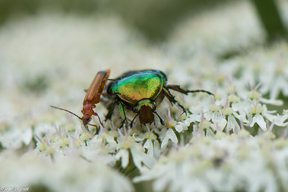 insectes des ombelliféres 06 2020-5594.jpg