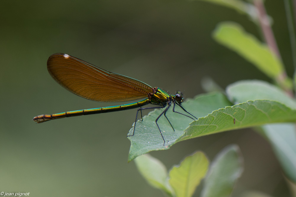 insectes du champs 06 2020-5550.jpg