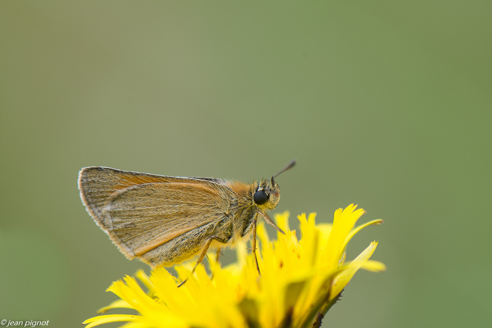 insectes du champs 06 2020-5554.jpg