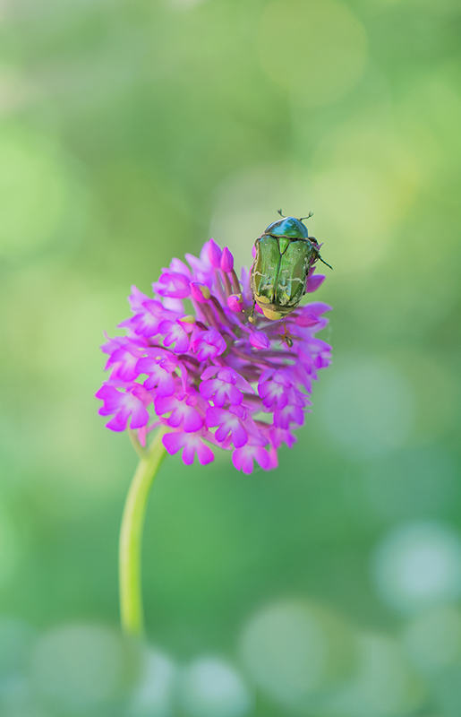 4-Orchis pyramidal et cétoine doré.jpg