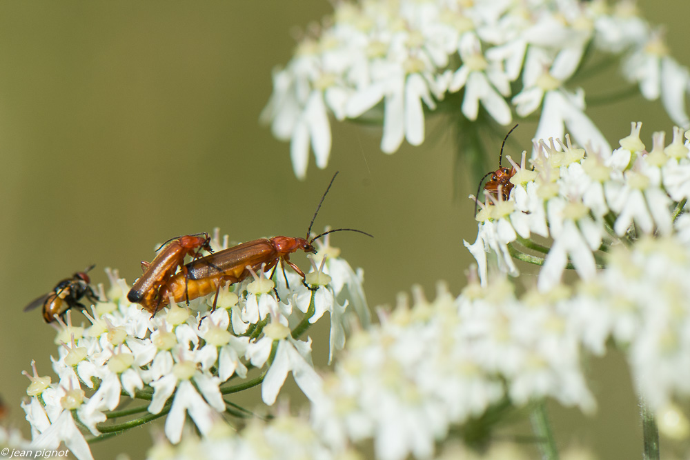 insectes des ombelliféres 07 2020-5709.jpg