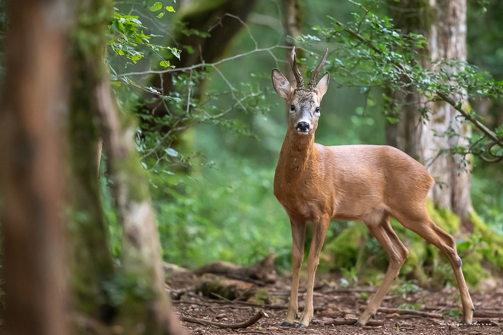 Chevreuil d'Europe (Capreolus capreolus) Roe deer-796.jpg