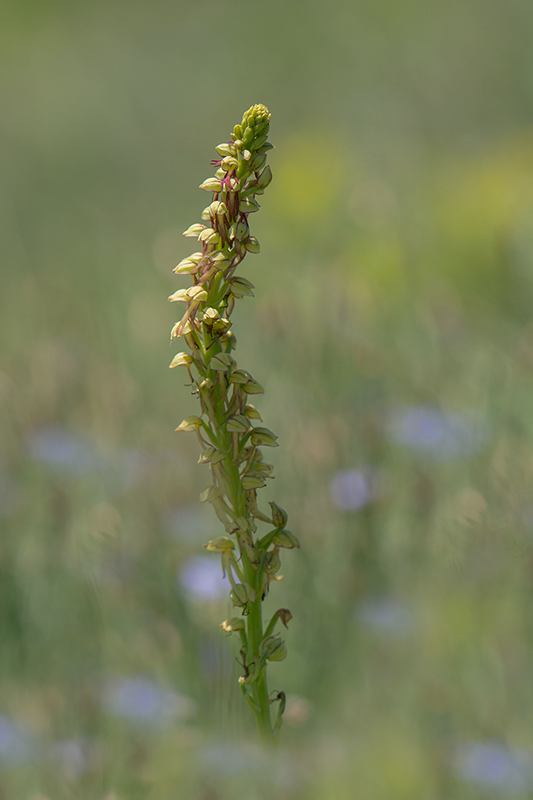 34-Orchis anthropophora (O homme pendu ).jpg