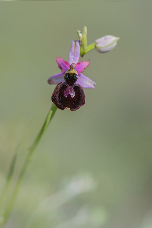 36-Ophrys magniflora.jpg