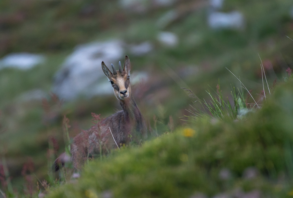 Chamois-6889.jpg