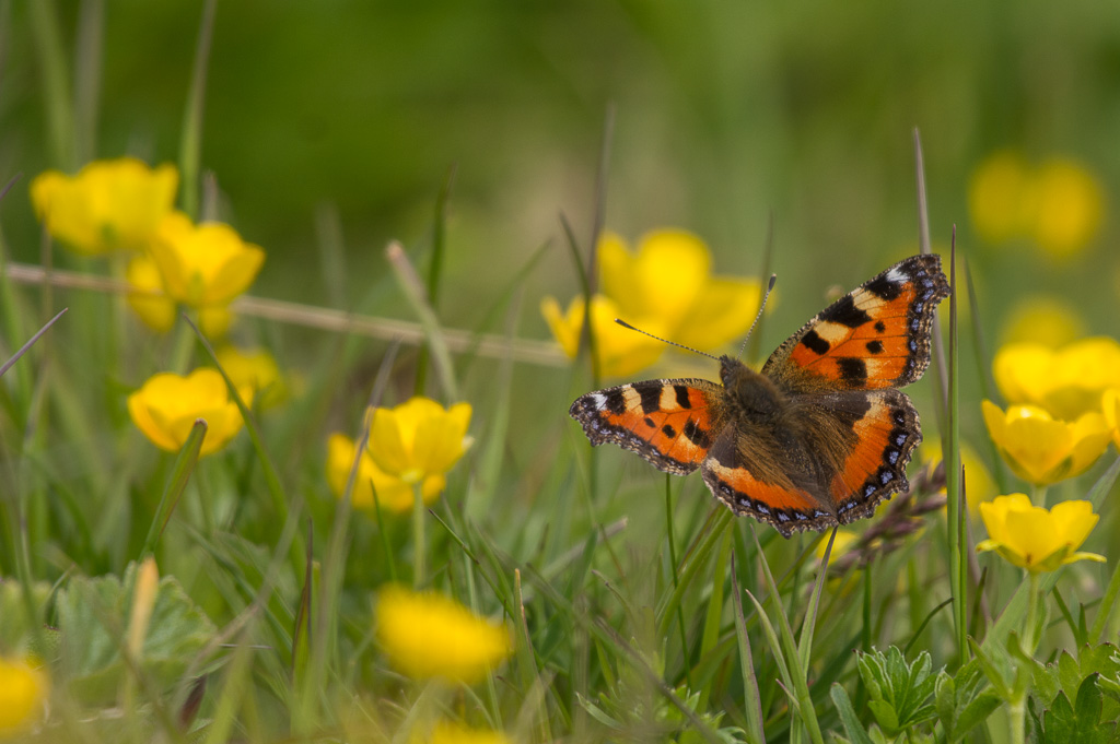 Papillon, La petite tortue...jpg