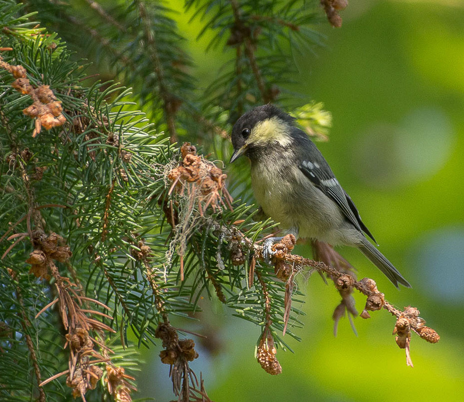 Mésange noire.jpg