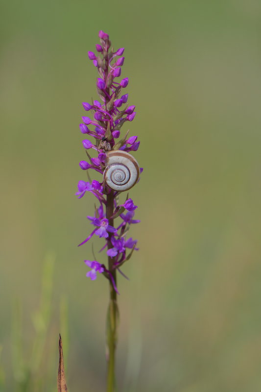 60-Gymanedia conopsea ( orchis moucheron).jpg