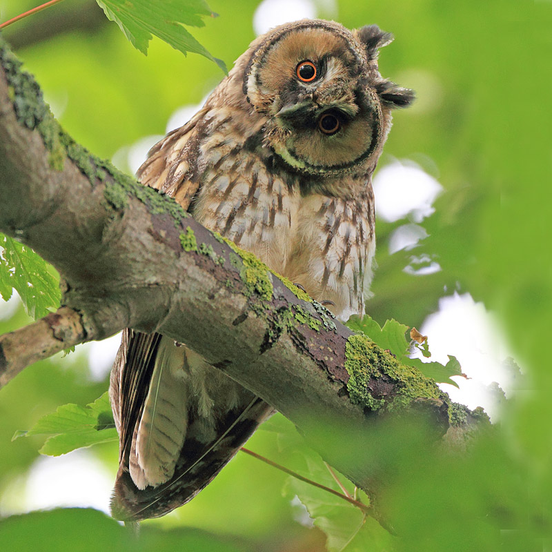 Hibou moyen duc juvénile  J Rivière.jpg