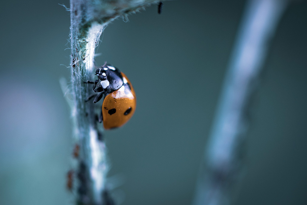 Coccinelle en tons froids.jpg