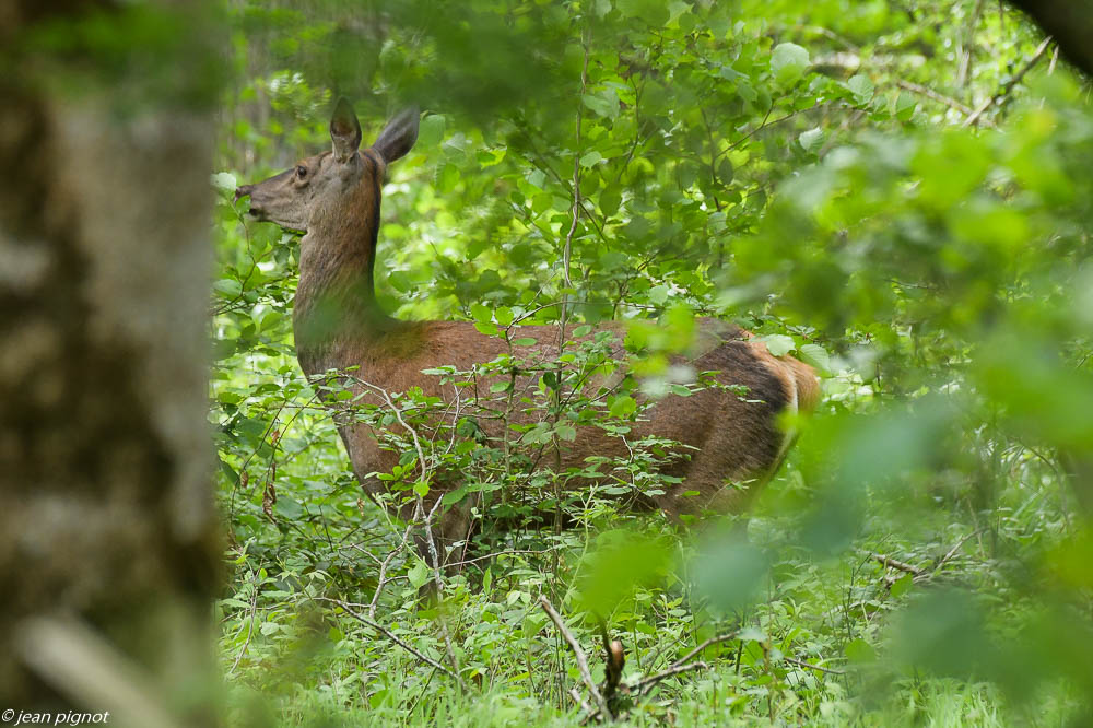 biche billebeaude 05 2020-7959.jpg