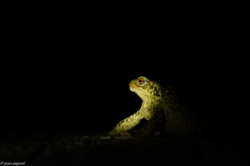 bufo bufo 07 2020-7005-5.jpg