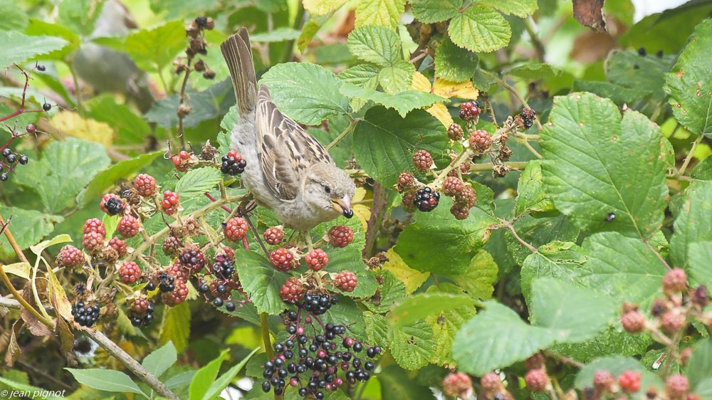 oiseaux des baies 07 2020-1020.jpg