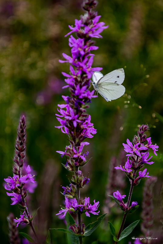 Piéride du navet (Pieris napi)-56.jpg