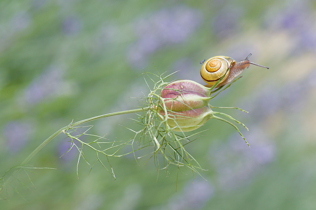 Escargot.jpg