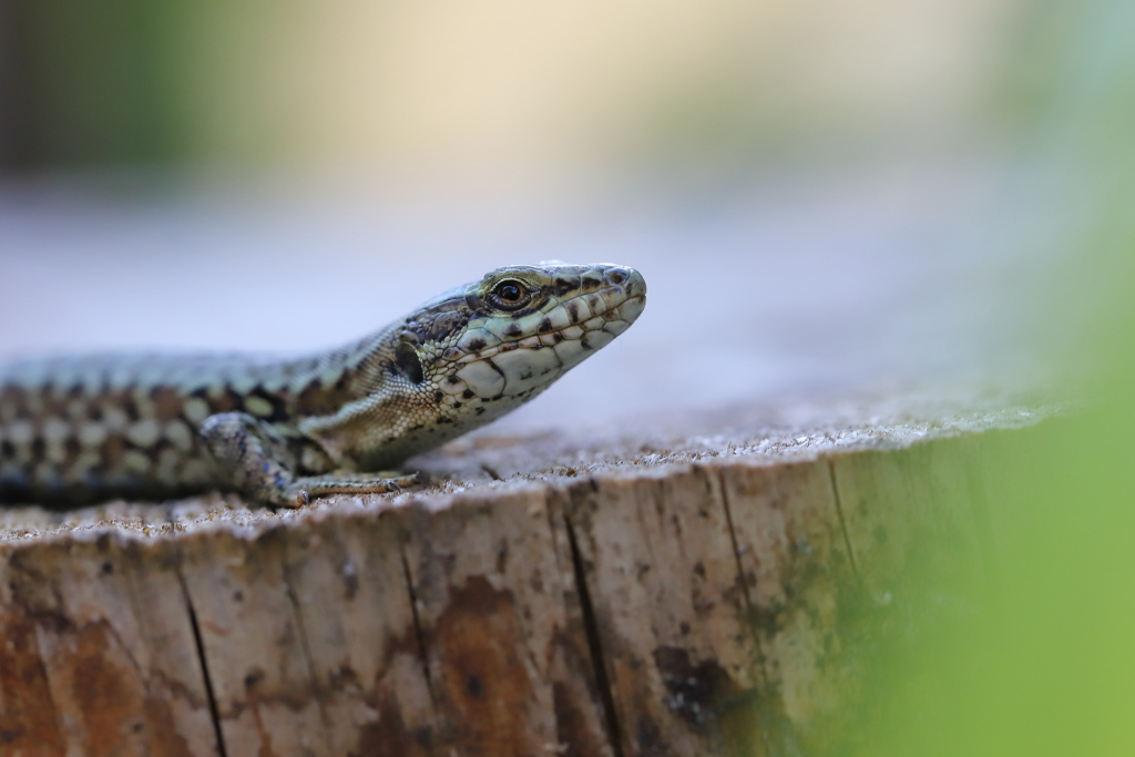 Lézard des murailles - Podarcis muralis 23 I&N.JPG