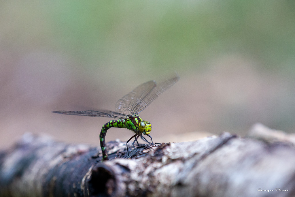 Aeschne bleue (Aeshna cyanea) - Southern hawker or Blue hawker-14.jpg