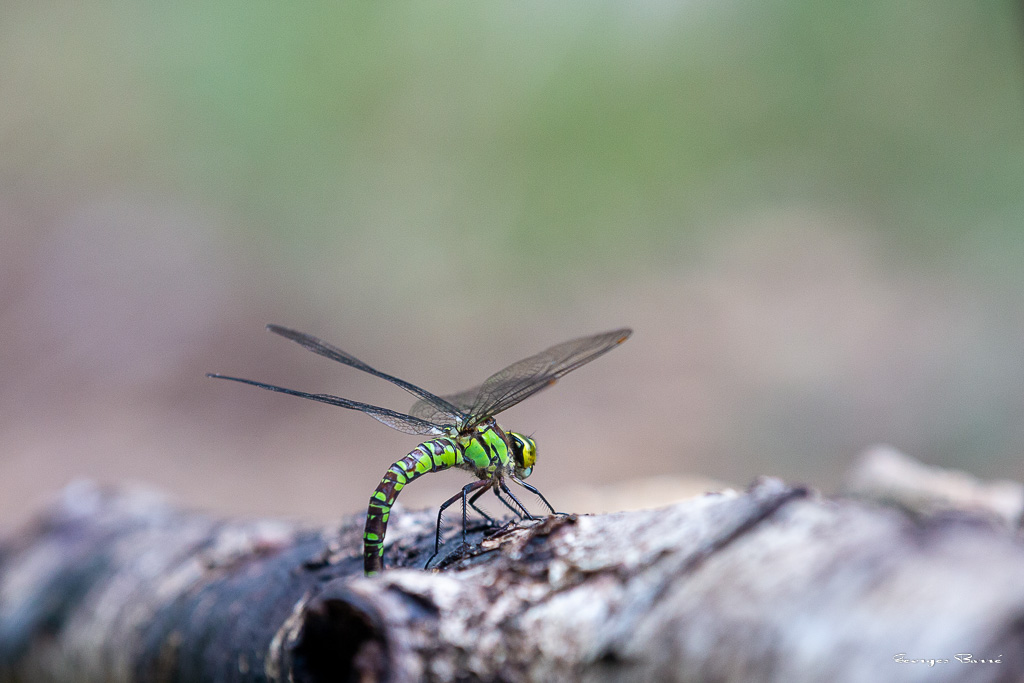 Aeschne bleue (Aeshna cyanea) - Southern hawker or Blue hawker-18.jpg