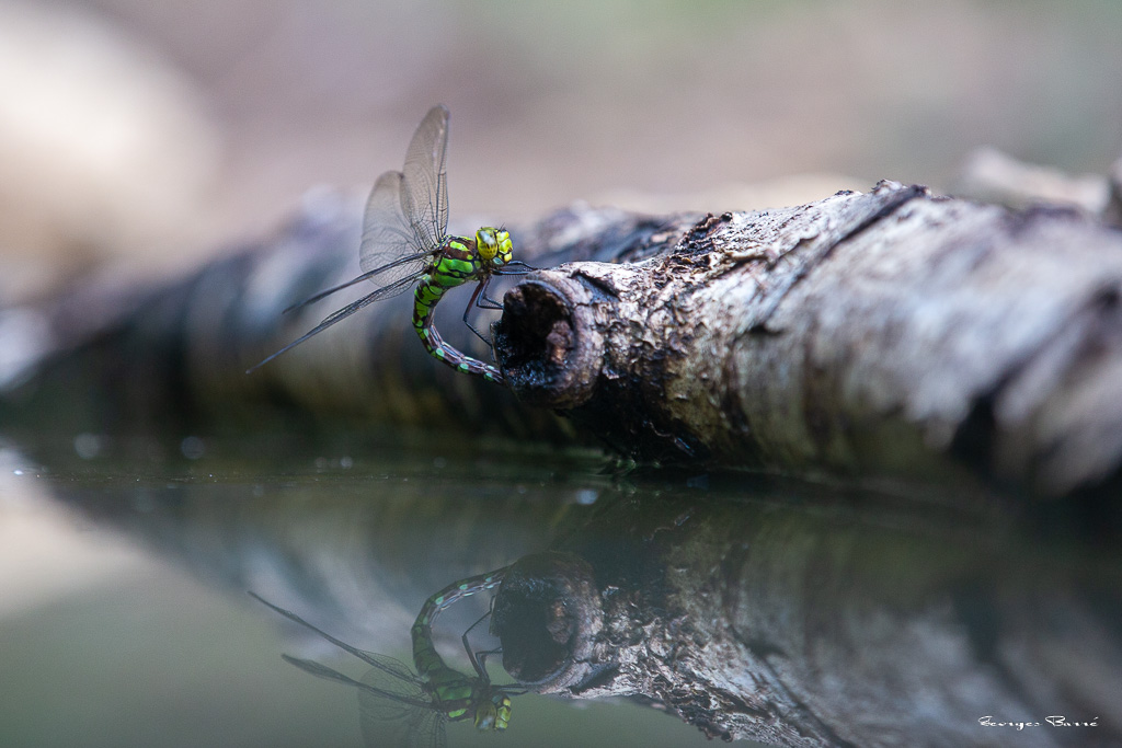 Aeschne bleue (Aeshna cyanea) - Southern hawker or Blue hawker-19.jpg