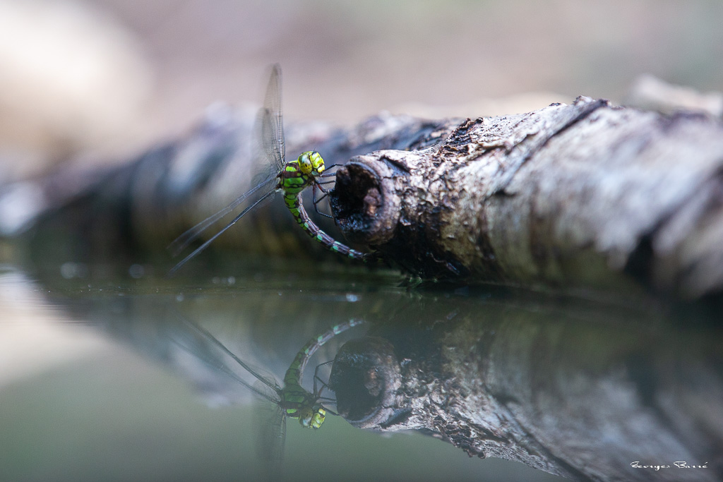 Aeschne bleue (Aeshna cyanea) - Southern hawker or Blue hawker-23.jpg