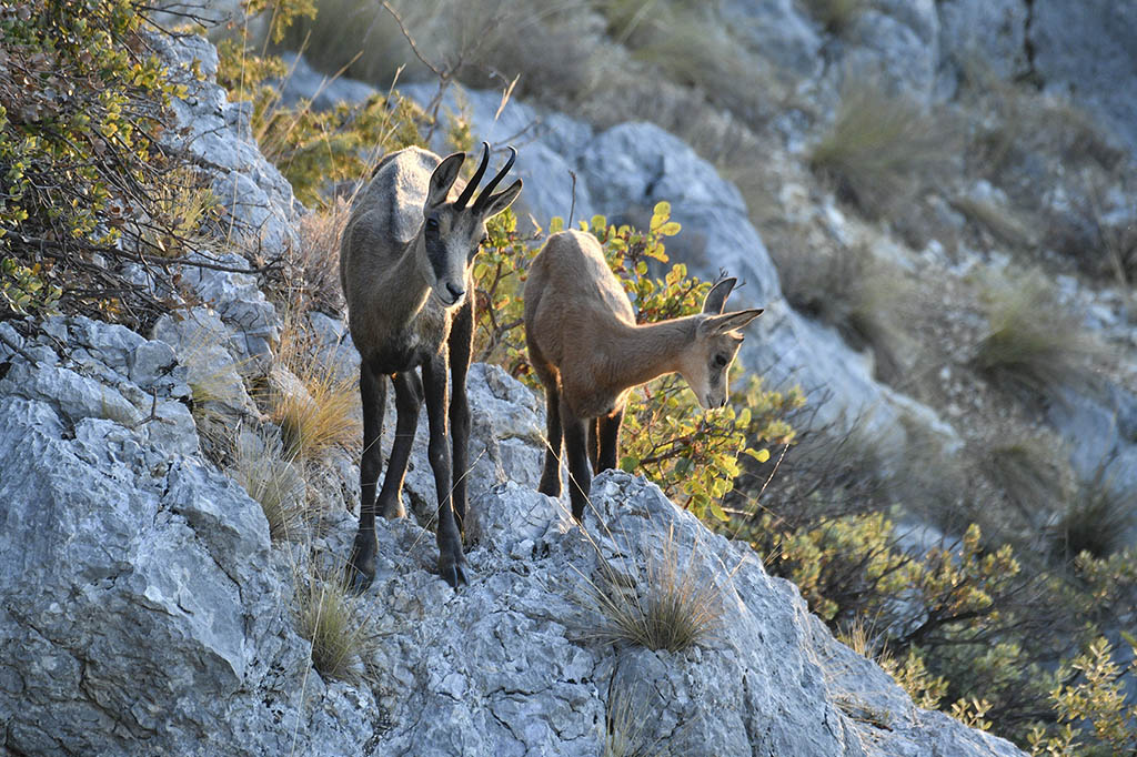 chamois260.jpg