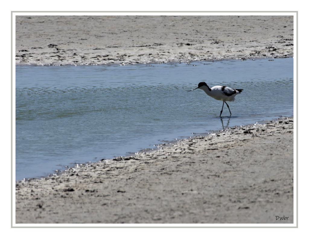 Avocette élégante_9.1.jpg