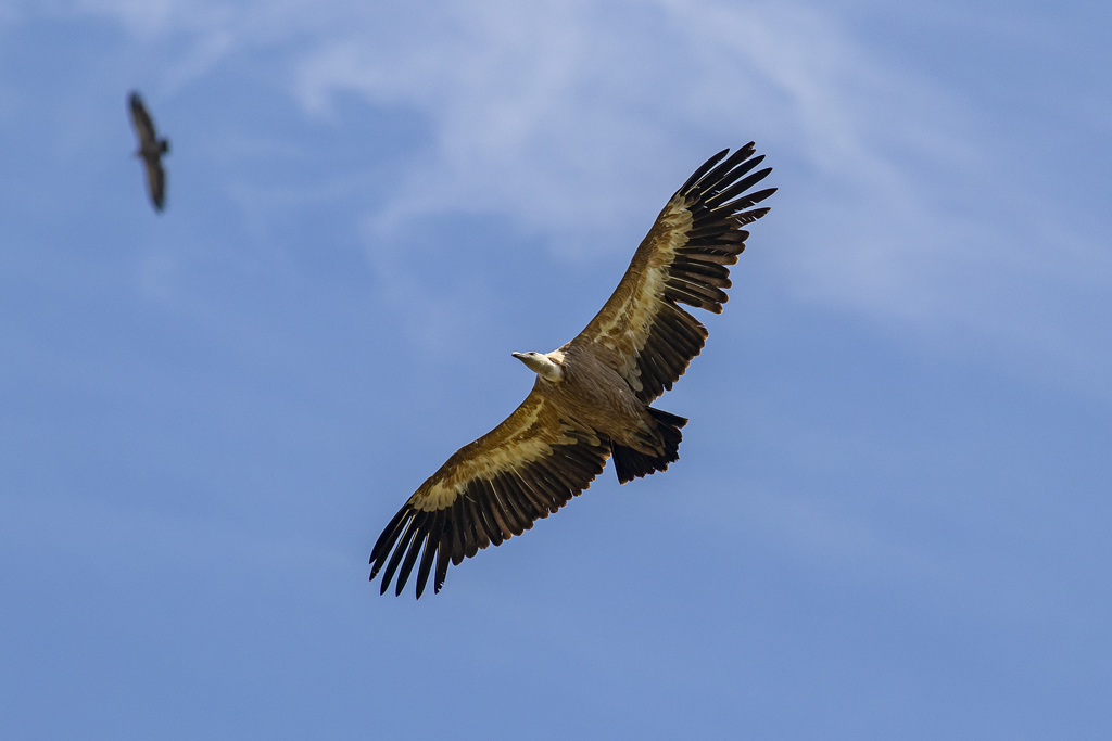 vautour-fauve(207).jpg
