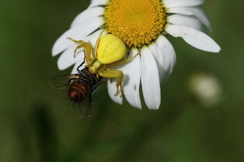 3 IMG_misumena vatia.JPG