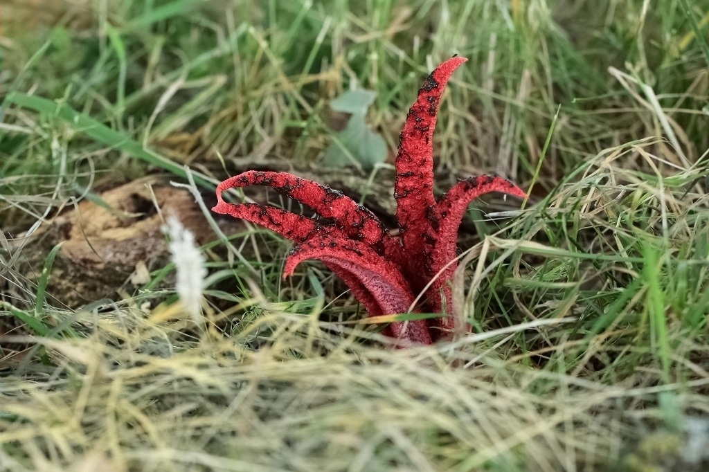 6 IMG_Clathrus archeri.JPG